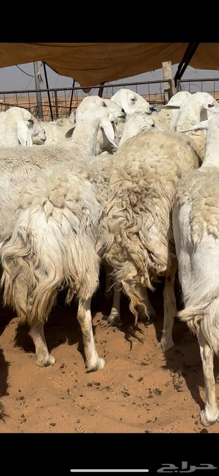 غنم حريات حرش مراح واحد وخوات بعض بفحلها 3