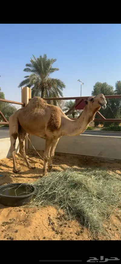 للبيع الفحل الرماني الطيب السن سدس index