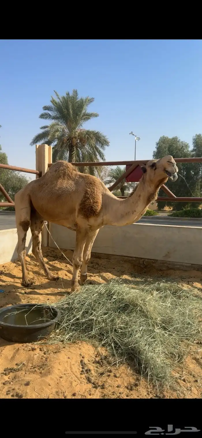 للبيع الفحل الرماني الطيب السن سدس 1