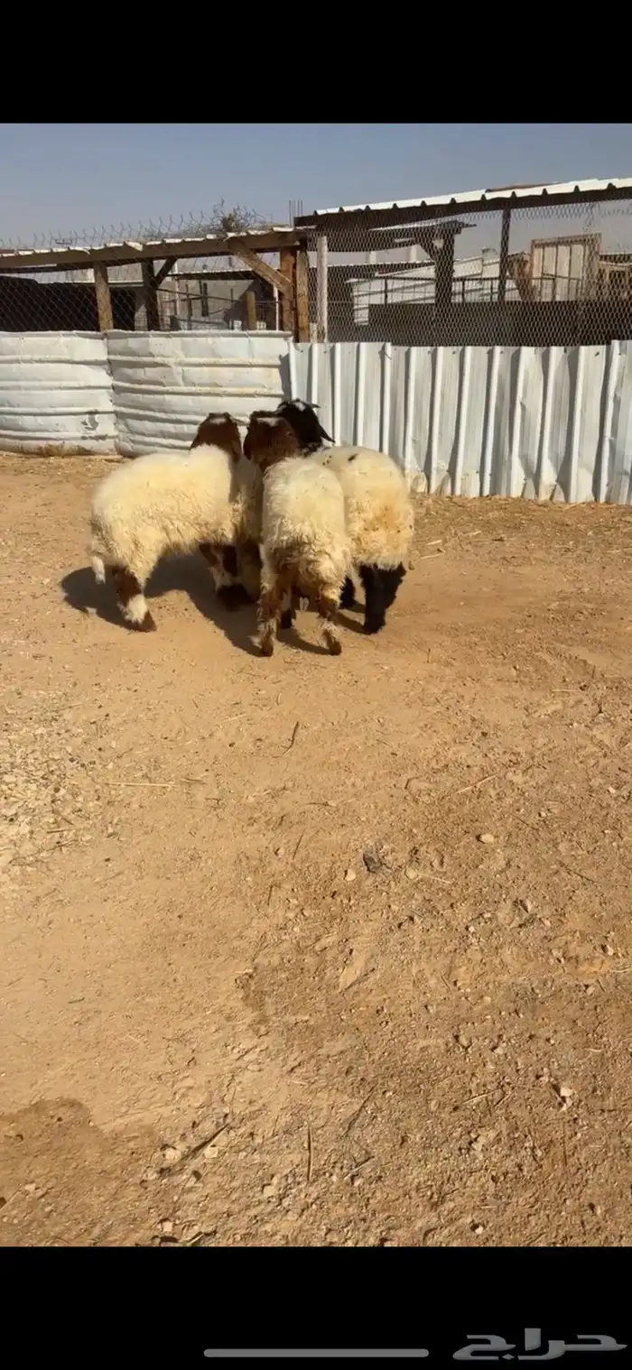 للبيع اربع نعيم هرفي فااخر 2