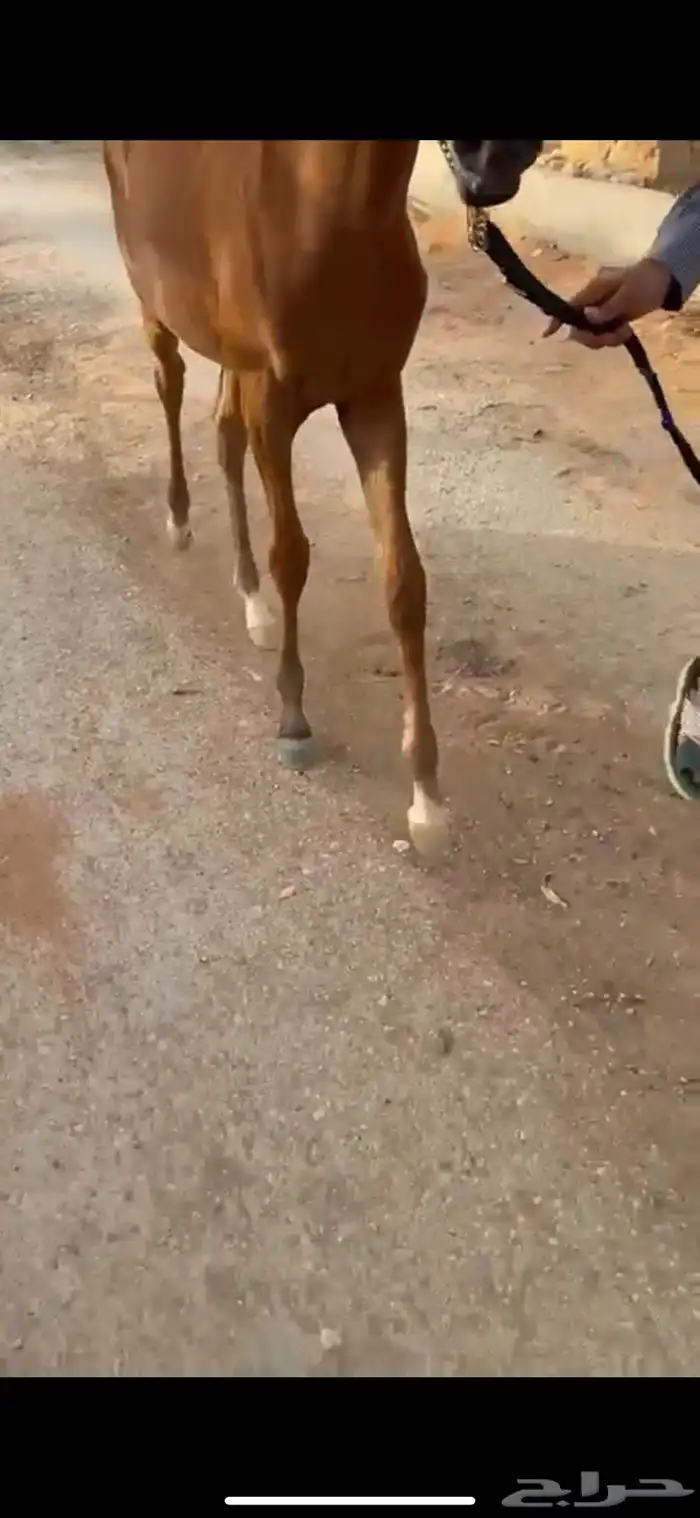 فرس كحيلة كروش لقاح   مهره 18