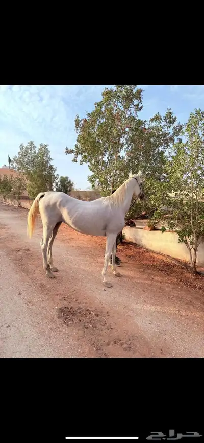 فرس كحيلة كروش لقاح   مهره index