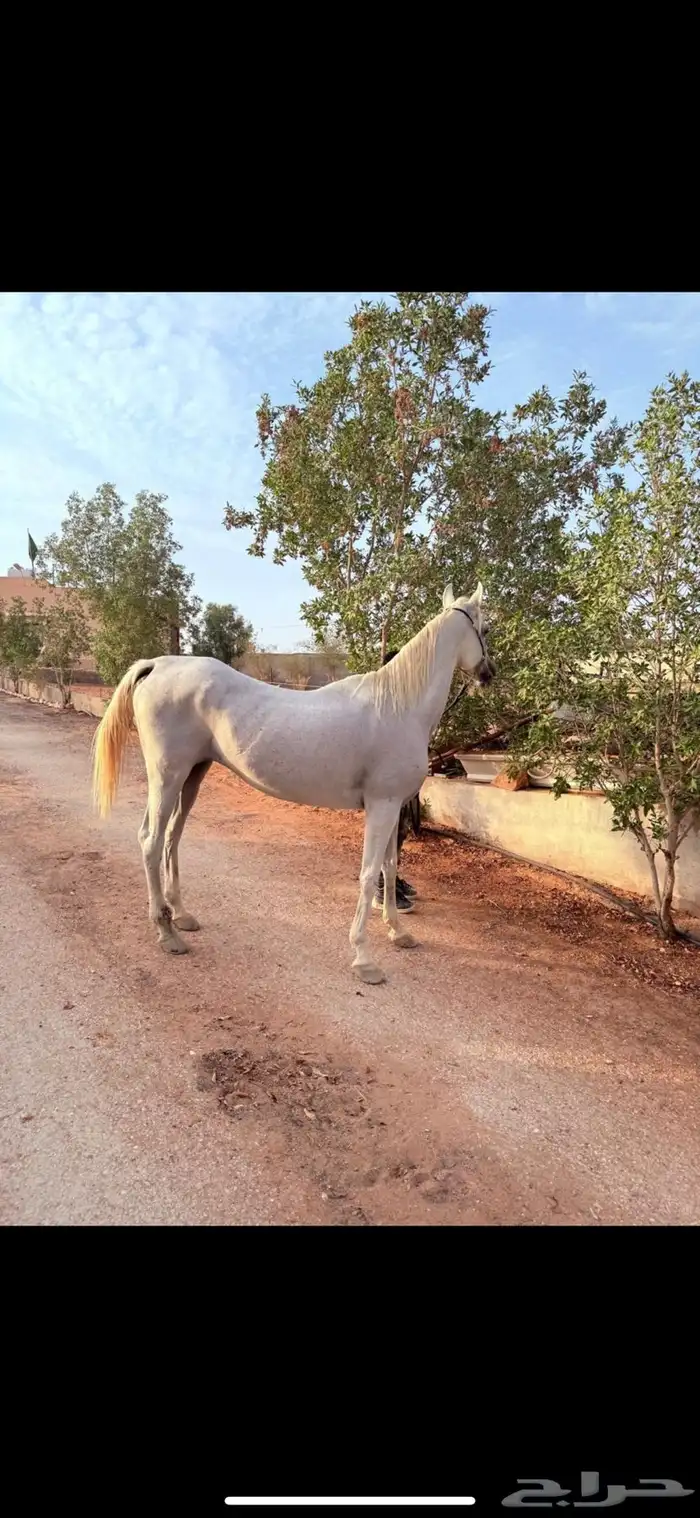فرس كحيلة كروش لقاح   مهره 0