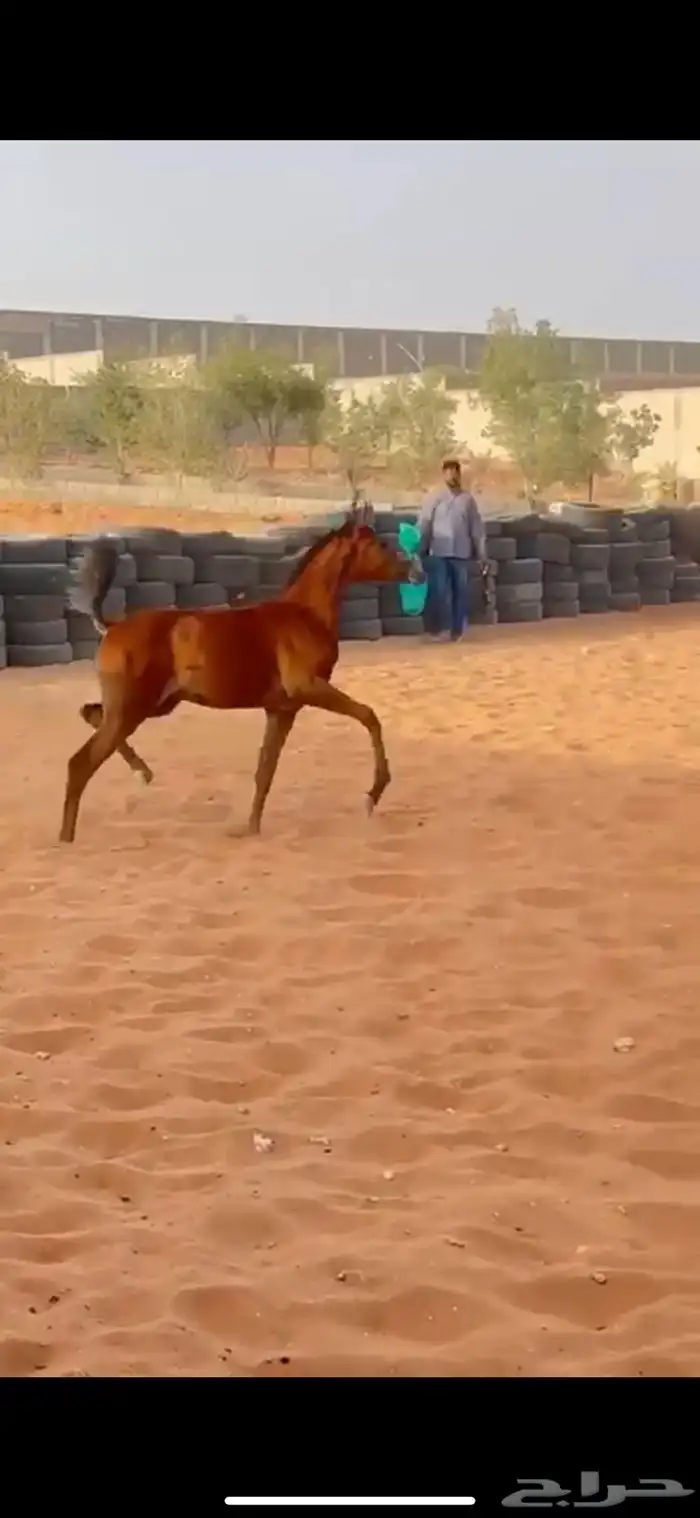 فرس كحيلة كروش لقاح   مهره 25