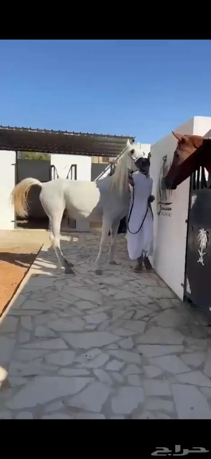 فرس كحيلة كروش لقاح   مهره 4