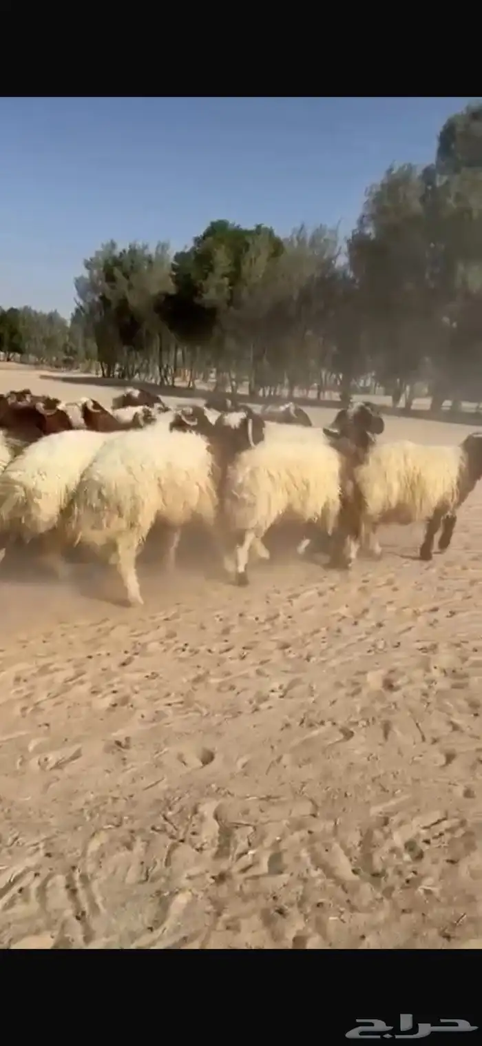 ذبايح نعيم طيبه للبيع 8