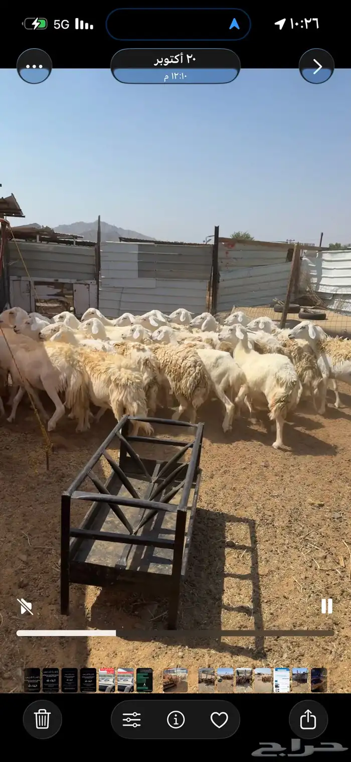 غنم مقاني وخلفات وسواكني حمري 1