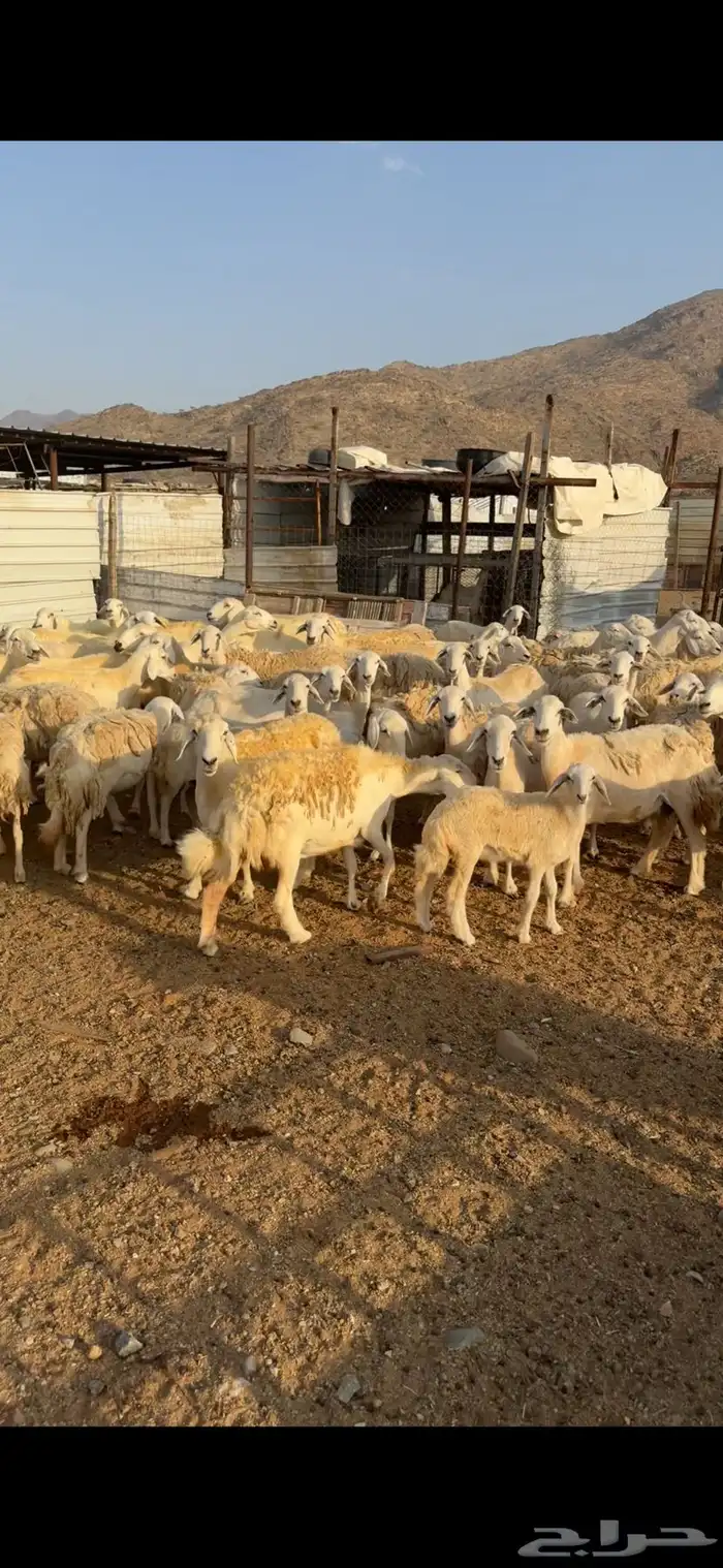 غنم مقاني وخلفات وسواكني حمري 6