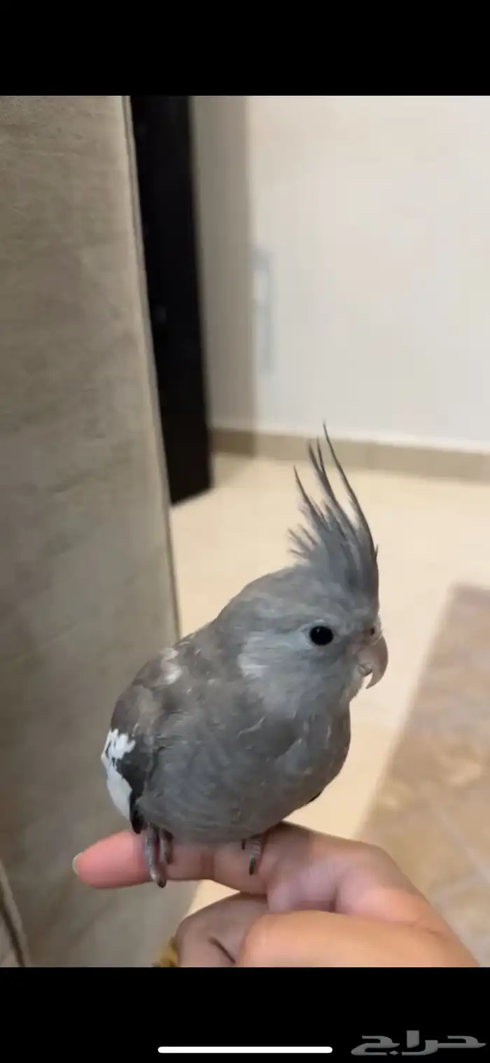 طير كروان هولندي رمادي غامق ضايع 2