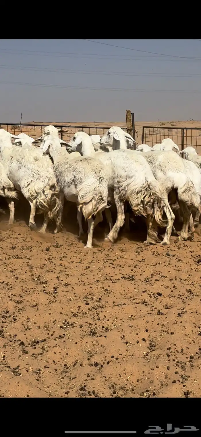 غنم حريات حرش مراح واحد وخوات بعض بفحلها 4