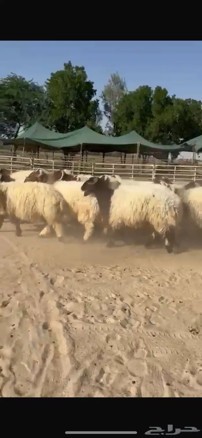 ذبايح نعيم طيبه للبيع 7