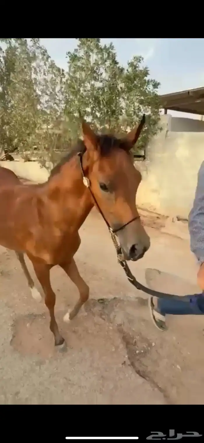 فرس كحيلة كروش لقاح   مهره 20