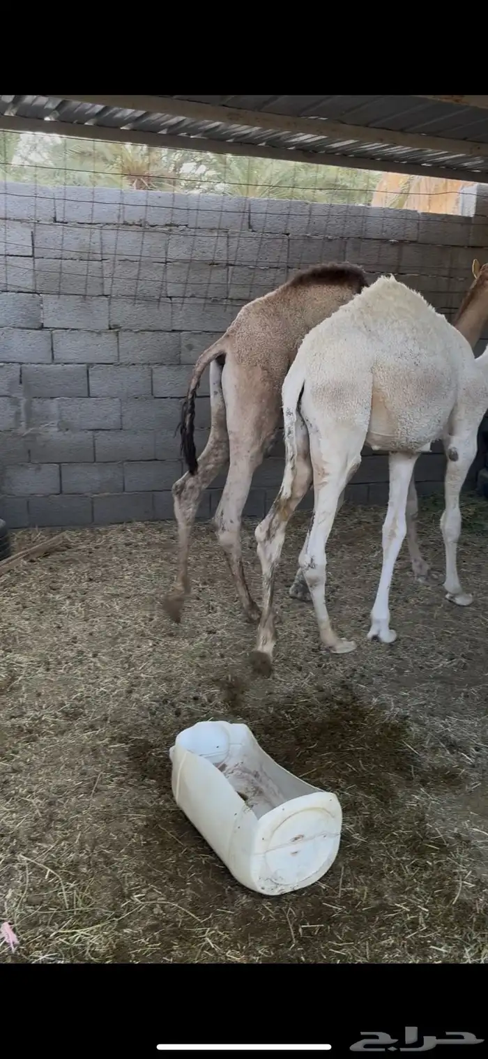 قعدان طيبه 0