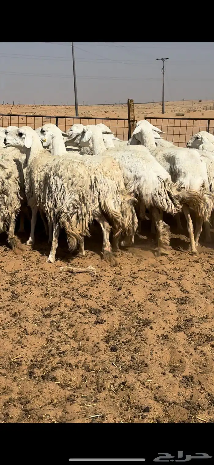 غنم حريات حرش مراح واحد وخوات بعض بفحلها 13