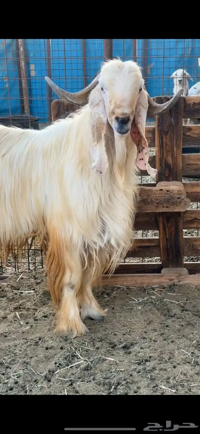 معزى صنف بيض ضغط عالي 4