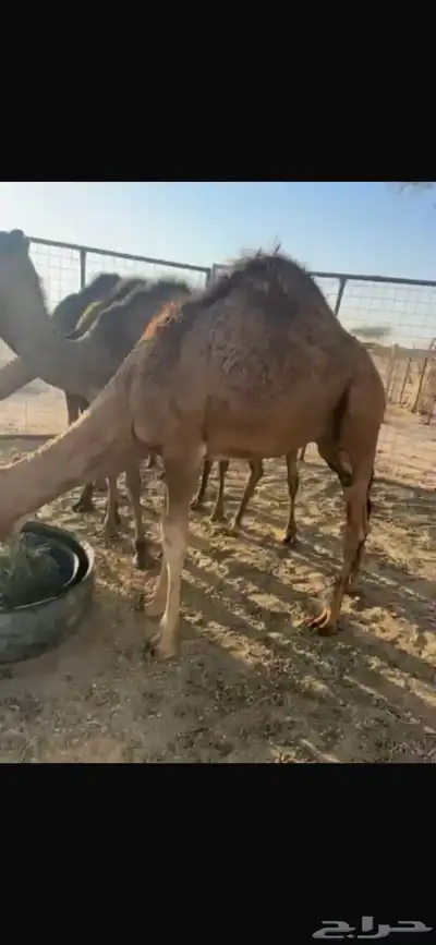 حشو حمر العدد 5 index