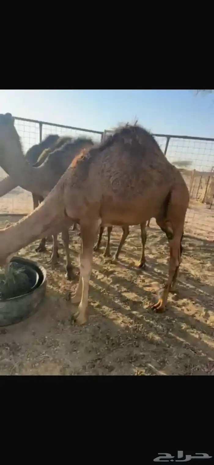 حشو حمر العدد 5 1