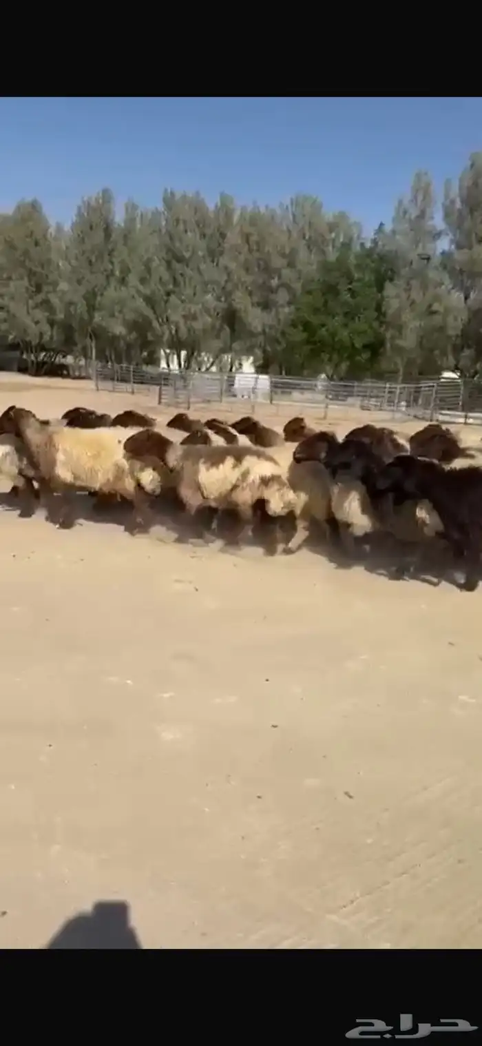 غنم نعيم صنف فاخره العدد 53 بفحلها دبس وطيبه 3