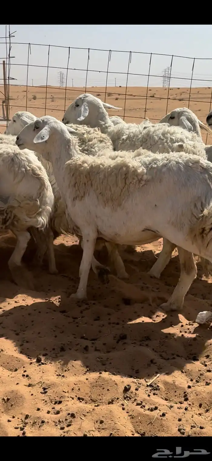 غنم حريات حرش مراح واحد خوات بعض 9