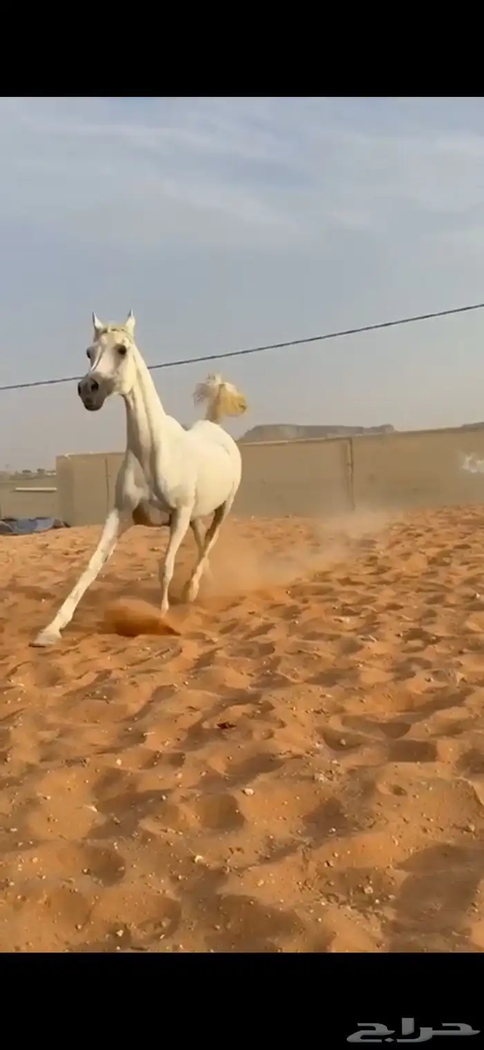 فرس كحيلة كروش لقاح   مهره 15