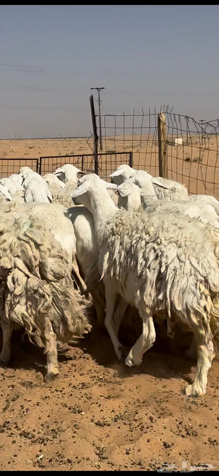 غنم حريات حرش مراح واحد وخوات بعض بفحلها 7