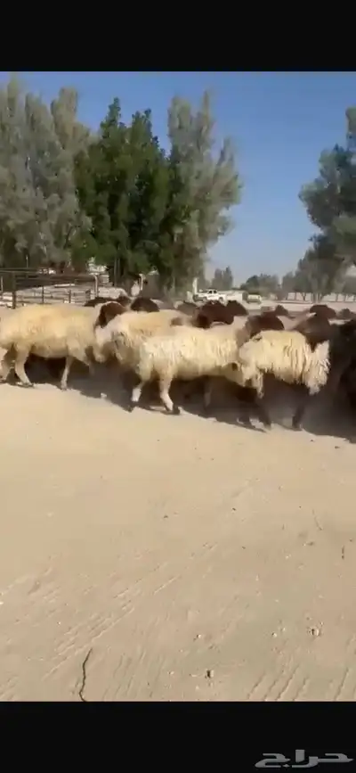 غنم نعيم صنف فاخره العدد 53 بفحلها دبس وطيبه index