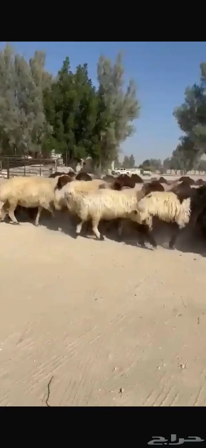 غنم نعيم صنف فاخره العدد 53 بفحلها دبس وطيبه 0