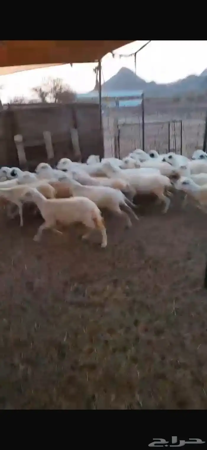 رخال رفيديه جذعات 2