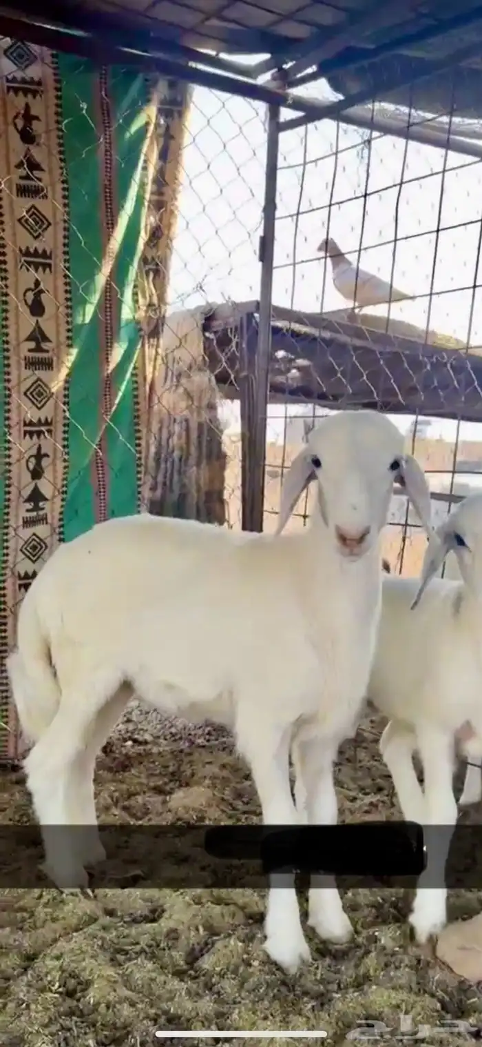 رخل وخروف للبيع 0