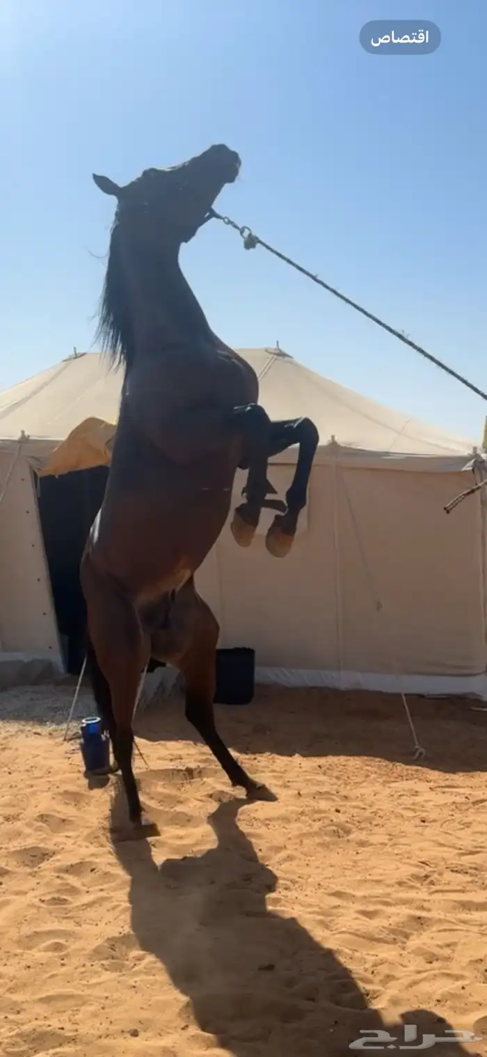 حصان شعبي للبيع 3