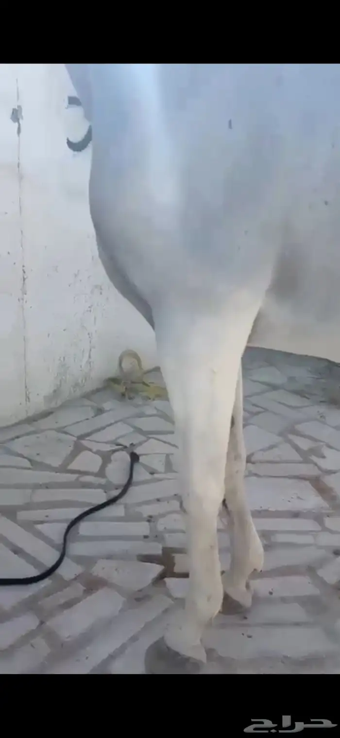 فرس كحيلة كروش لقاح   مهره 12