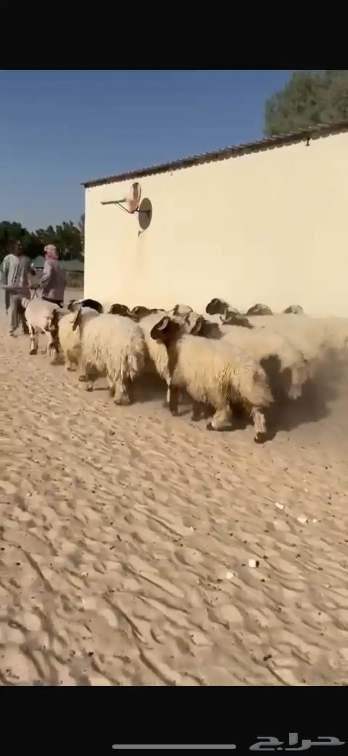 ذبايح نعيم طيبه للبيع 0