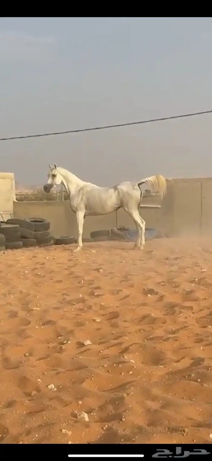 فرس كحيلة كروش لقاح   مهره 16