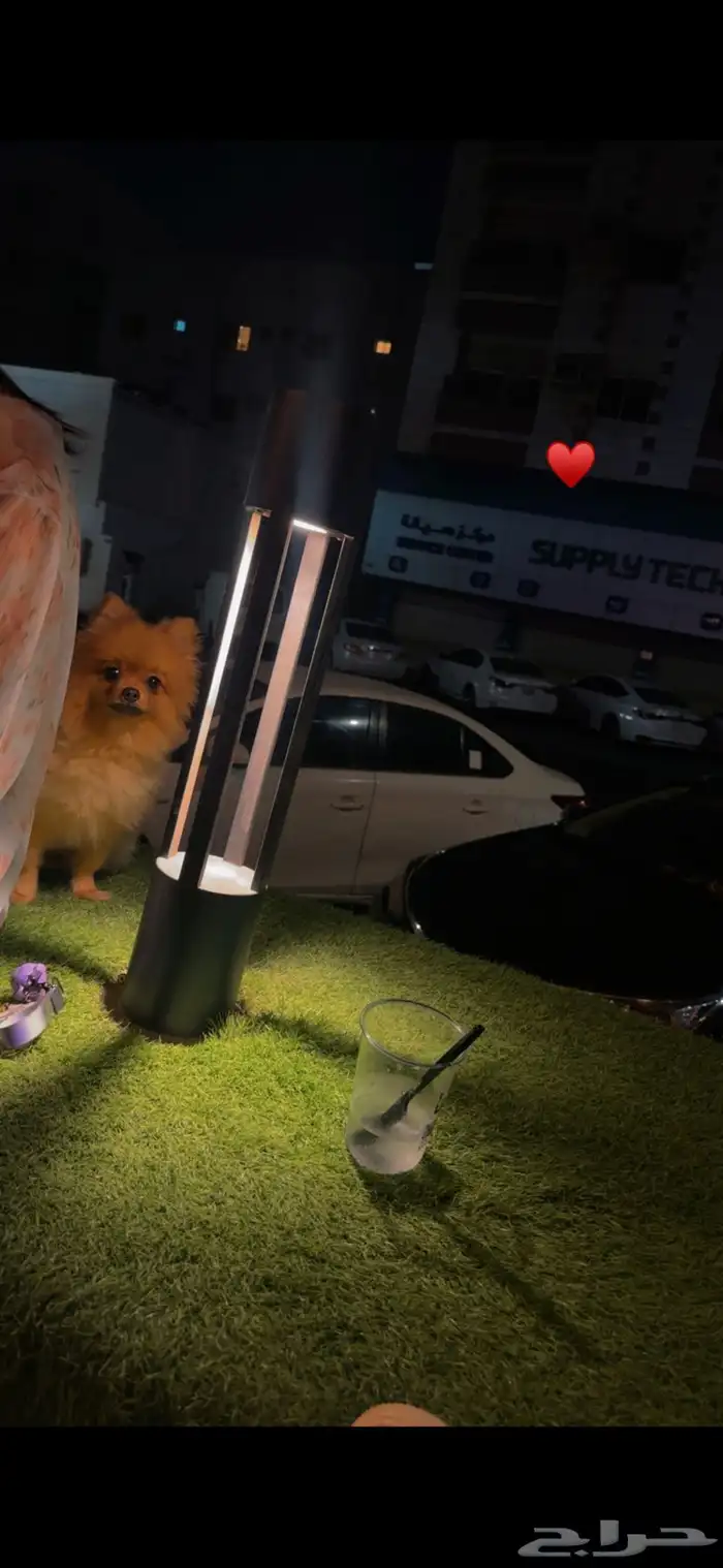 بومرينيان العمر 7 شهور معاه جميع اغراضه 1