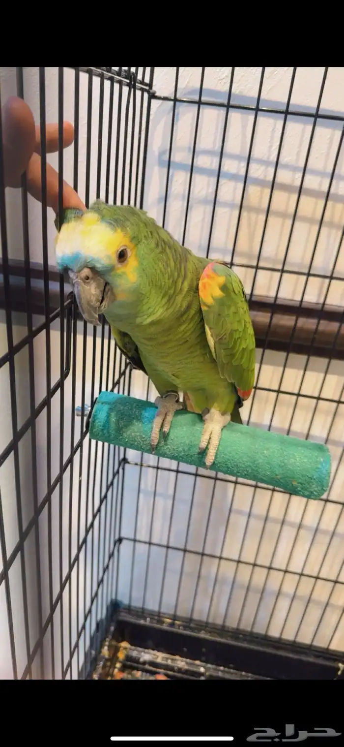 بغبغاء امازون 10