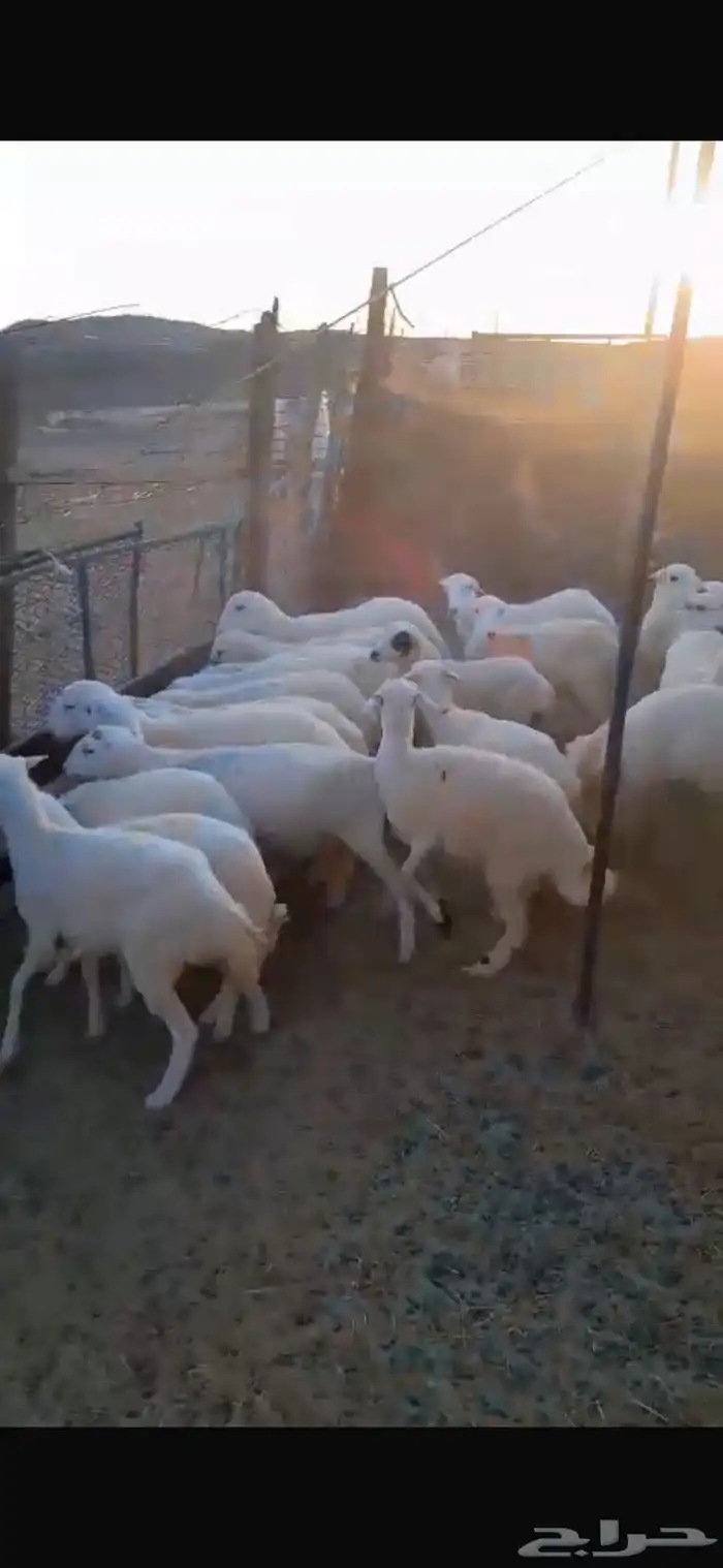 رخال رفيديه جذعات 0