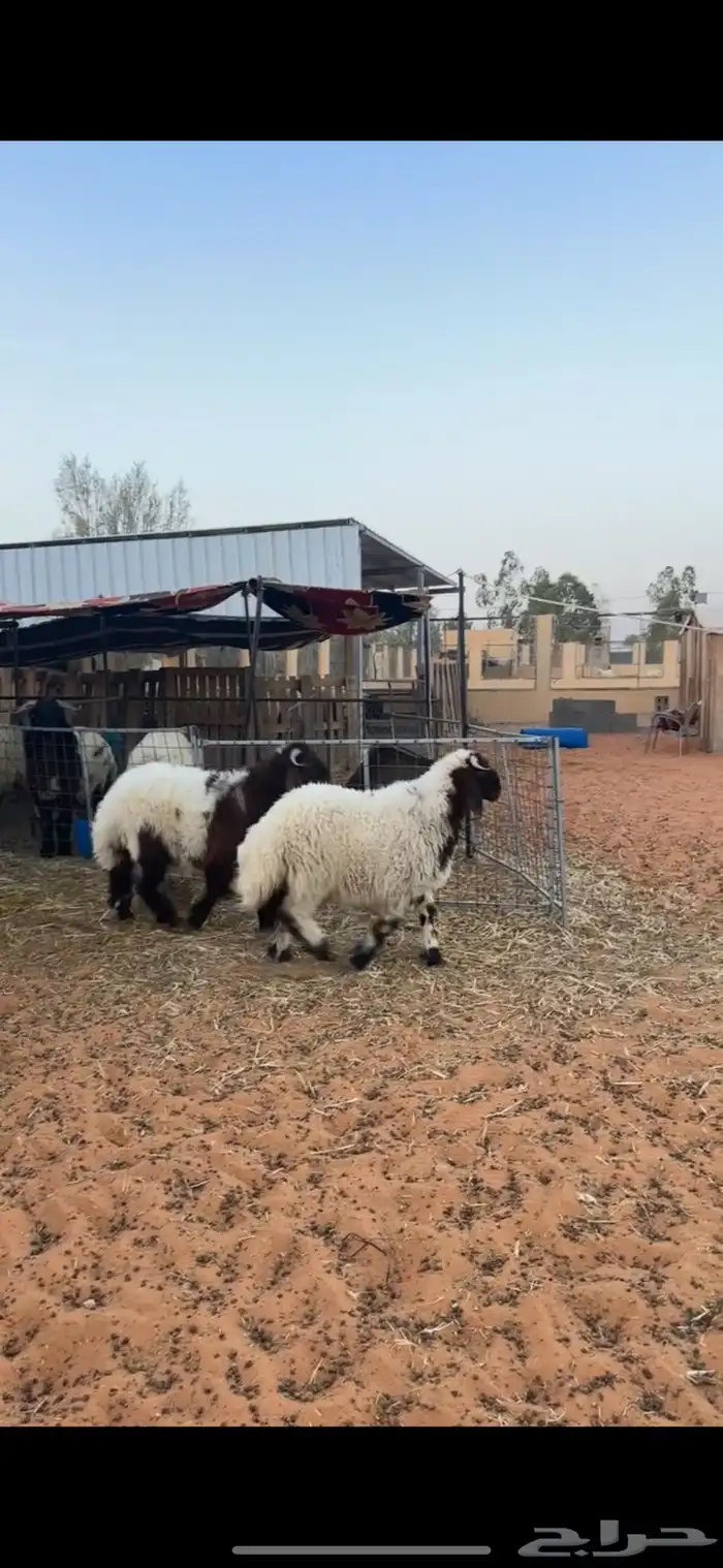 خرفان نعيم 7