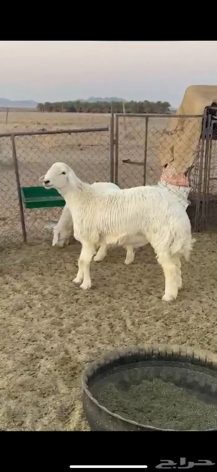 للبيع خرف حري العمر7 شهور 0