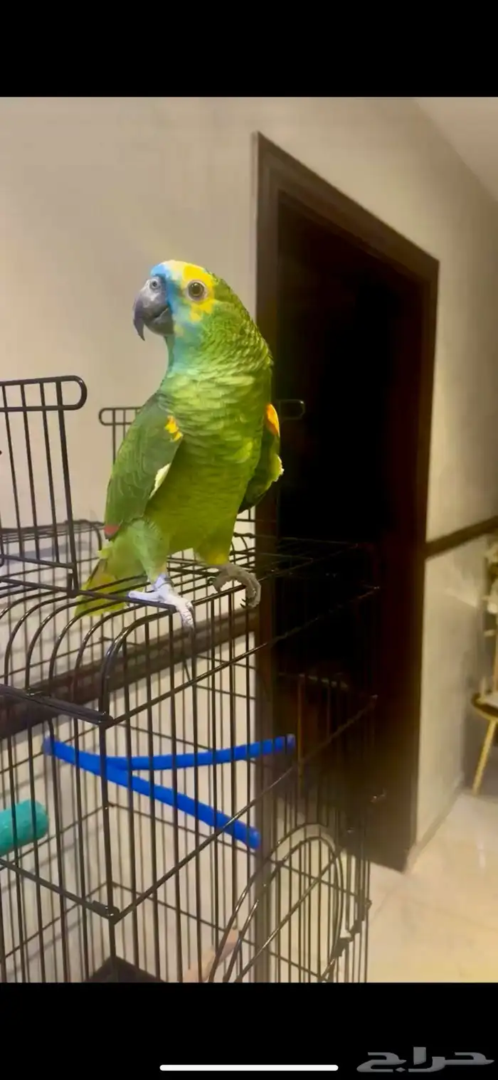 بغبغاء امازون 9