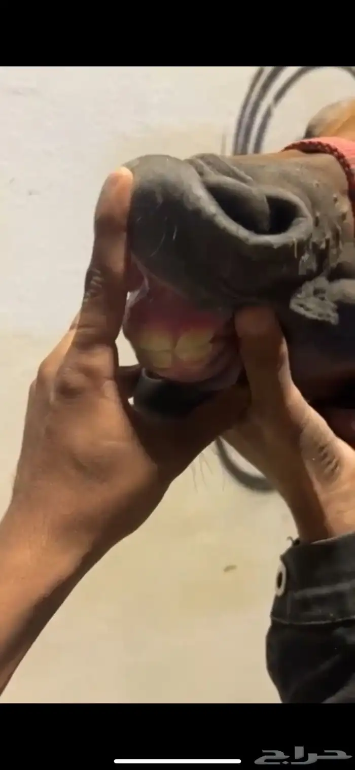 فرس كحيلة كروش لقاح   مهره 24