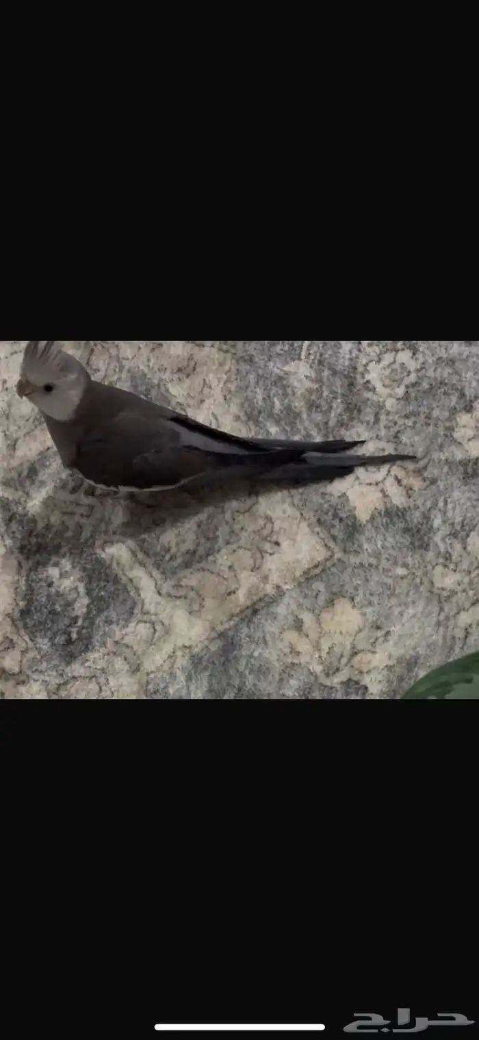 كروان ضائع بعوده الان 0