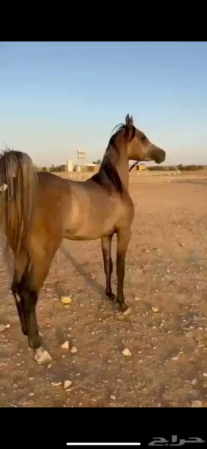 حصان واهو فاخر 0