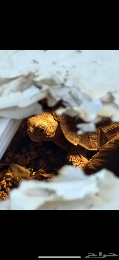 سلاحف سولكاتا index