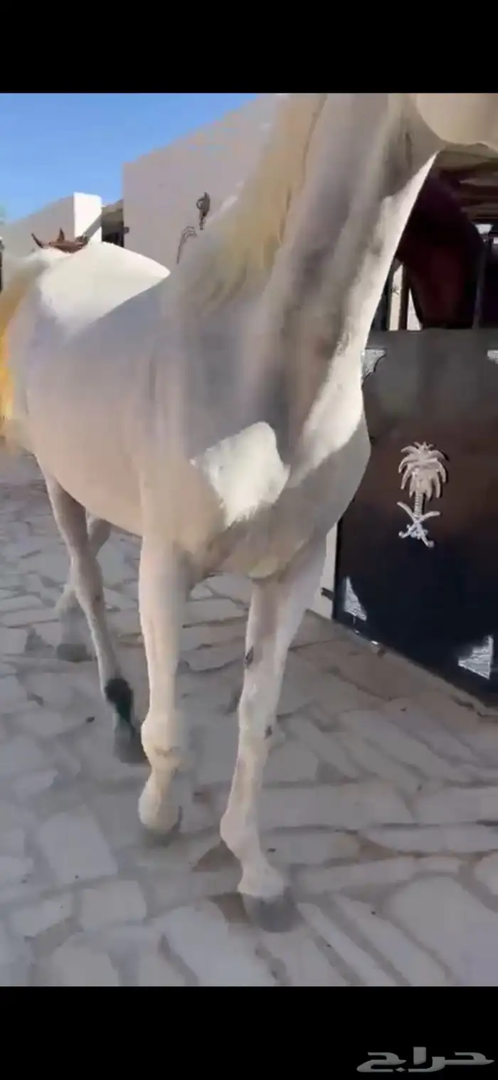 فرس كحيلة كروش لقاح   مهره 6