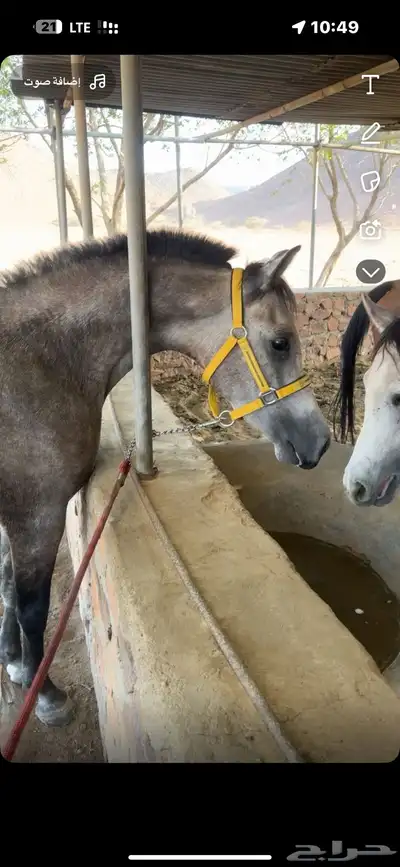 مهر شعبي index