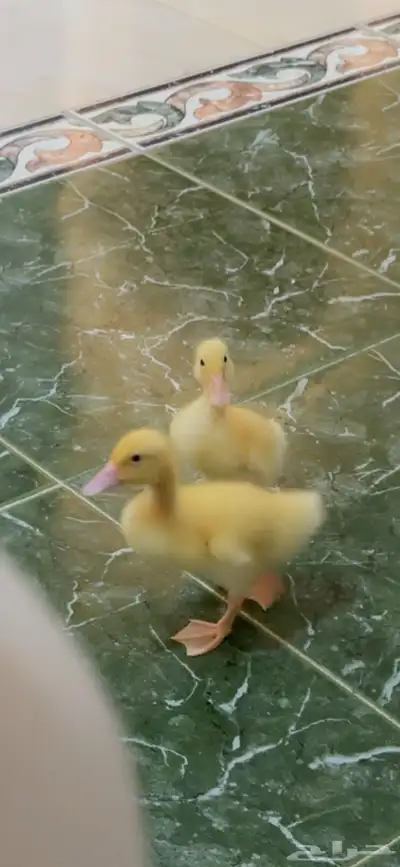 بط للبيع index