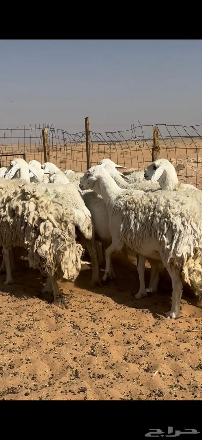 غنم حريات حرش مراح واحد وخوات بعض بفحلها 14