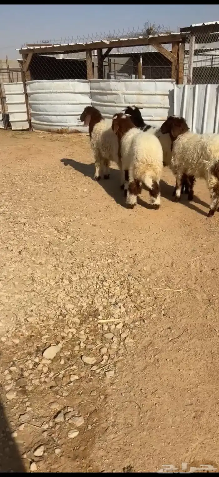 للبيع اربع نعيم هرفي فااخر 1