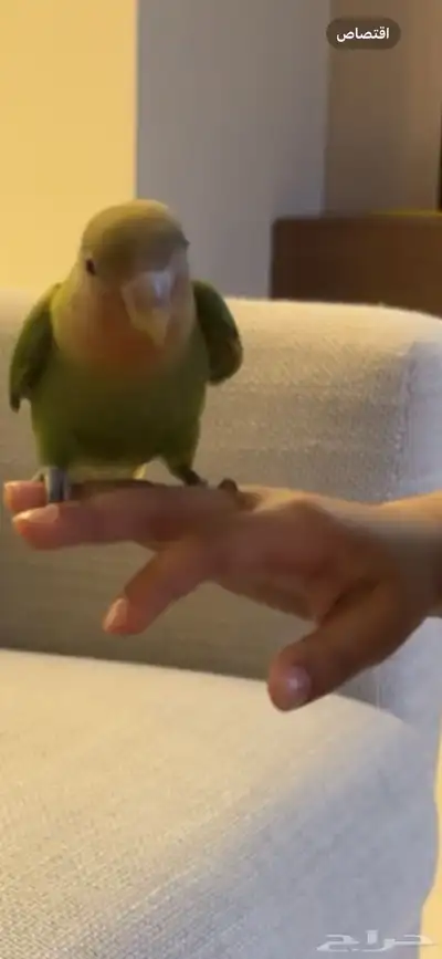 طير الروز اليف دا index