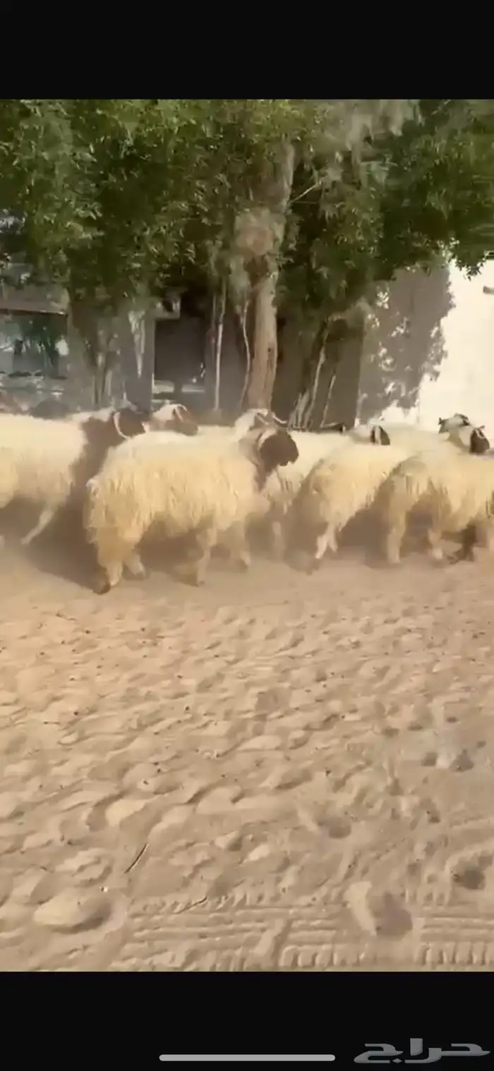 ذبايح نعيم طيبه للبيع 5